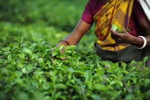 Picture source: http://www.thehindu.com/business/Industry/tea-board-etc-join-hands-to-protect-darjeeling-tea/article4006308.ece